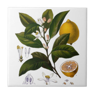 Lemon Ceramic Tile