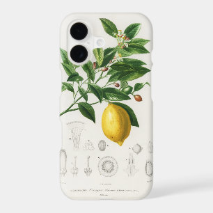 Lemon Citrus Fruit Botanical Limonium Illustration