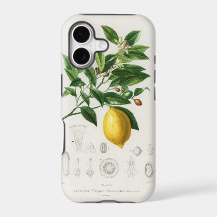 Lemon Citrus Fruit Botanical Limonium Illustration
