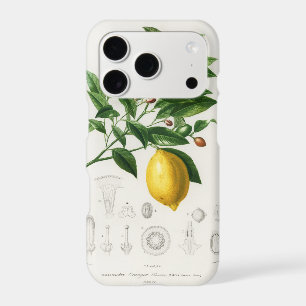 Lemon Citrus Fruit Botanical Limonium Illustration