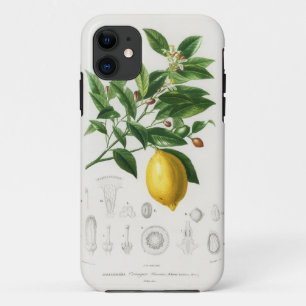 Lemon Citrus Fruit Botanical Limonium Illustration iPhone 11 Case