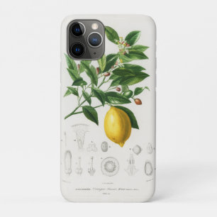 Lemon Citrus Fruit Botanical Limonium Illustration iPhone 11 Pro Case