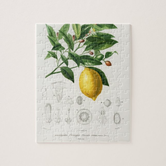 Lemon Citrus Fruit Botanical Limonium Illustration Jigsaw Puzzle (Vertical)