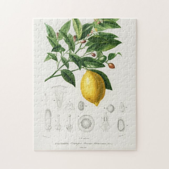Lemon Citrus Fruit Botanical Limonium Illustration Jigsaw Puzzle (Vertical)