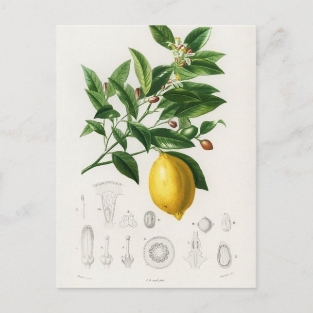 Lemon Citrus Fruit Botanical Limonium Illustration Postcard (Front)