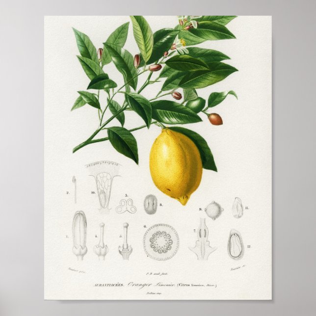 Lemon Citrus Fruit Botanical Limonium Illustration Poster (Front)