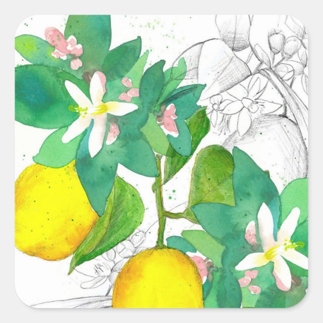 Lemon Citrus Fruit Flowers Botanical Drawing Square Sticker (Front)