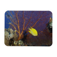 Lemon damsel