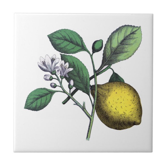 Lemon, fruit and flower ceramic tile (Front)