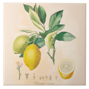 Lemon Fruit Ceramic Accent Tile, Kitchen Decor Tile