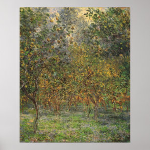 Lemon Grove in Bordighera by Claude Monet Poster