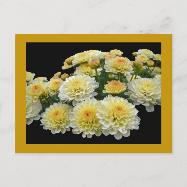 Lemon Meringue Chrysanthemums Postcard (Front)