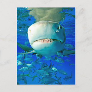 Lemon Shark Postcard