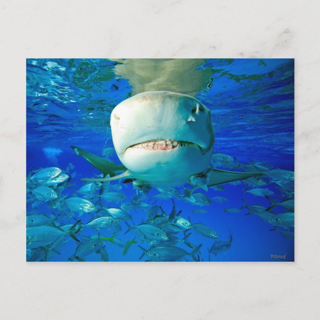 Lemon Shark "Say Cheese" Postcard (Front)