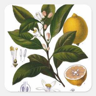 Lemon Square Sticker