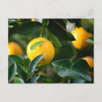 Lemon Tree Fruit Photography
