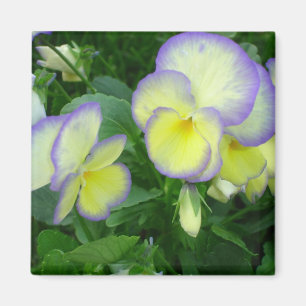 Lemon Yellow Pansies Magnet