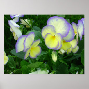 Lemon Yellow Pansies Poster