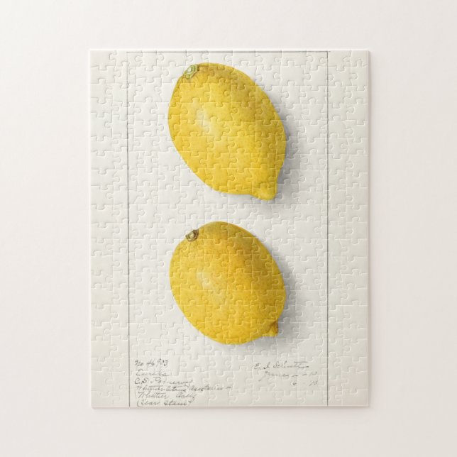 Lemons (Citrus Limon) Fruit Watercolor Painting Jigsaw Puzzle (Vertical)