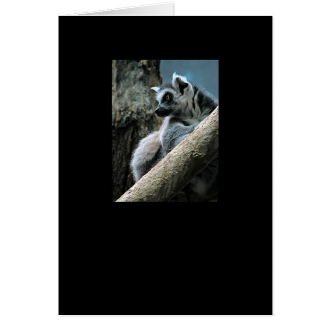 Lemur (Front)
