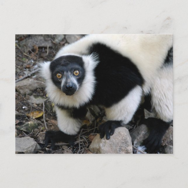 lemur4x6 postcard (Front)