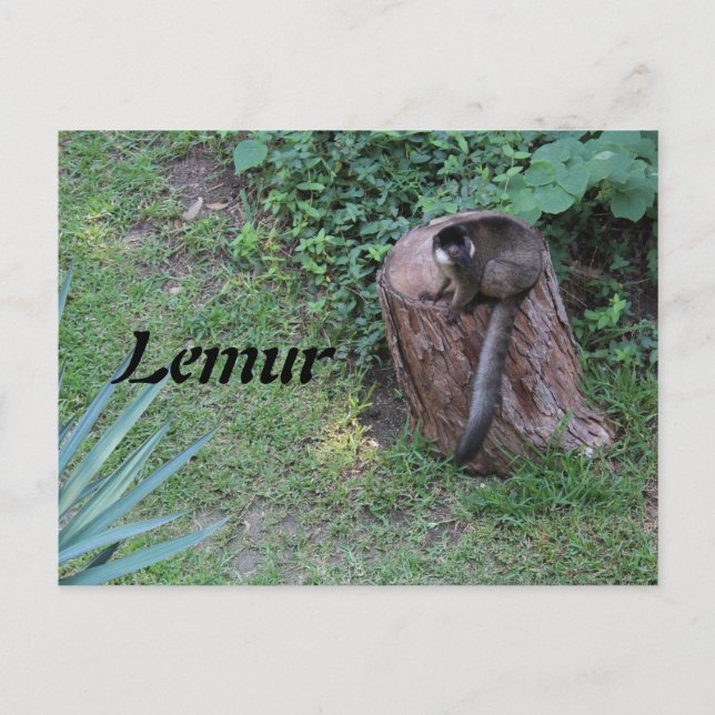 Lemur # 1 postcard (Front)