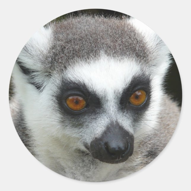 Lemur Classic Round Sticker (Front)