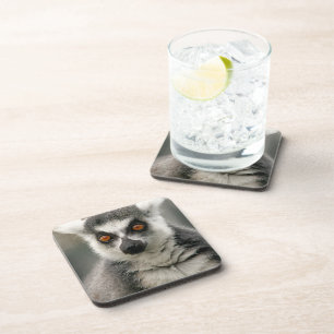 Lemur Coaster