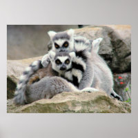 Lemur Cuddles