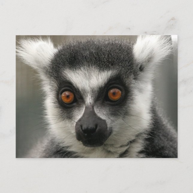 Lemur Face  Postcards (Front)