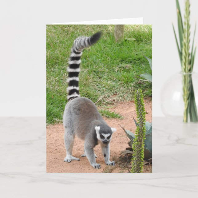 Lemur Greeting Card (Front)
