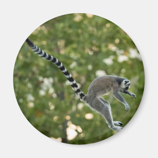 Lemur Jump Magnet (Front)