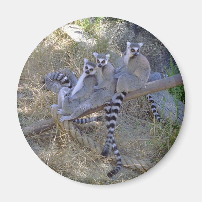 Lemur Line Magnet (Front)