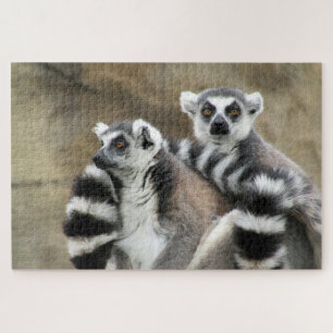 lemur looks jigsaw puzzle