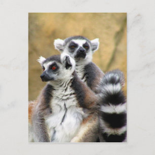 lemur love postcard
