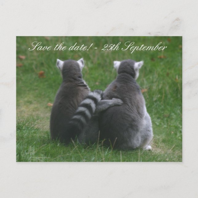 Lemur love! ... Save the date! Announcement Postcard (Front)