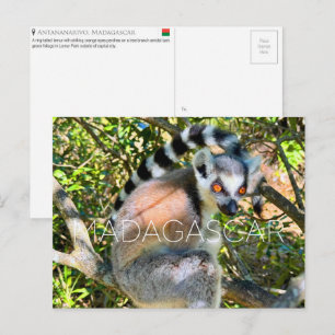 Lemur, Madagascar Travel Postcard