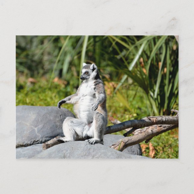 Lemur Monkey Postcard (Front)