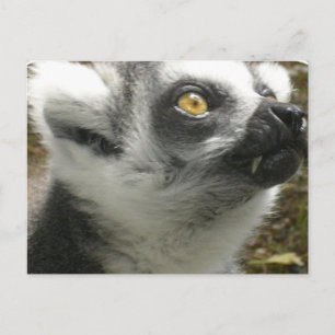 Lemur Photo Postcard