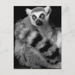 lemur postcard