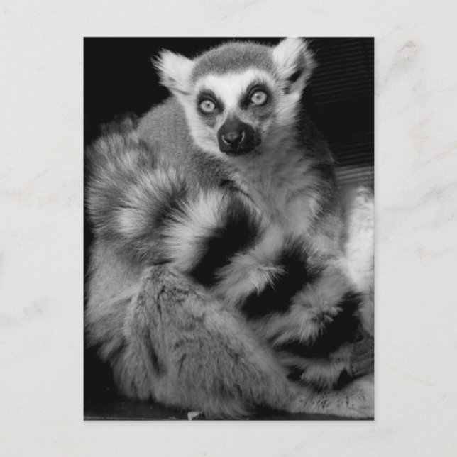 lemur postcard (Front)