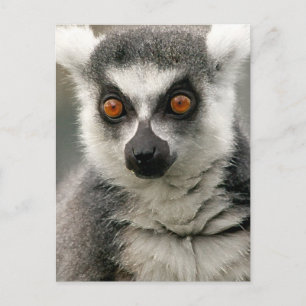 Lemur Postcard