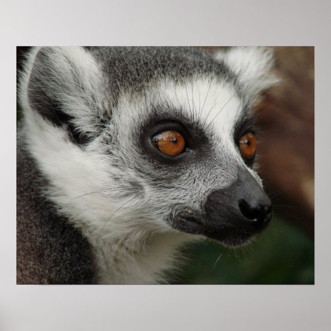 Lemur Poster (Front)