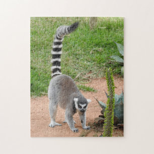 Lemur Puzzle