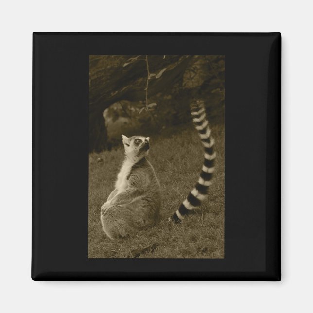 Lemur Tail Valencia Tint Vertical Sticker  Magnet (Front)