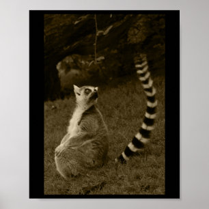 Lemur Tail Valencia Tint Vertical Sticker Poster