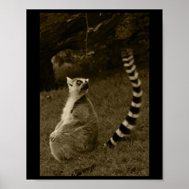 Lemur Tail Valencia Tint Vertical Sticker  Poster (Front)