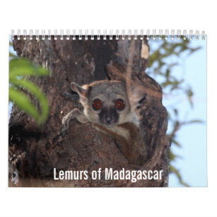 Lemurs of Madagascar Calendar