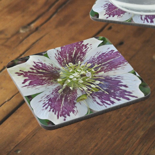 Lenten Rose Hellebore Floral Coaster (In Situ)