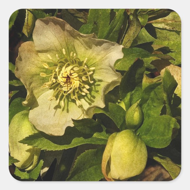 Lenten Rose Hellebore Square Sticker (Front)